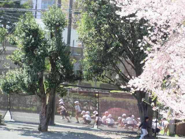 (全校)満開の桜の下で カテゴリなし 全校ブログ 相模原市立富士見小学校